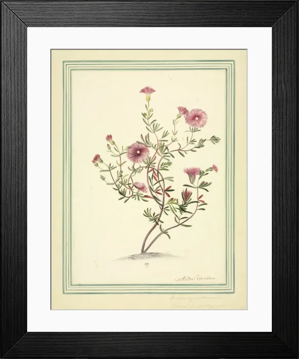 Framed Print : Mesembryanthemum Framed Print : Mesembryanthemum