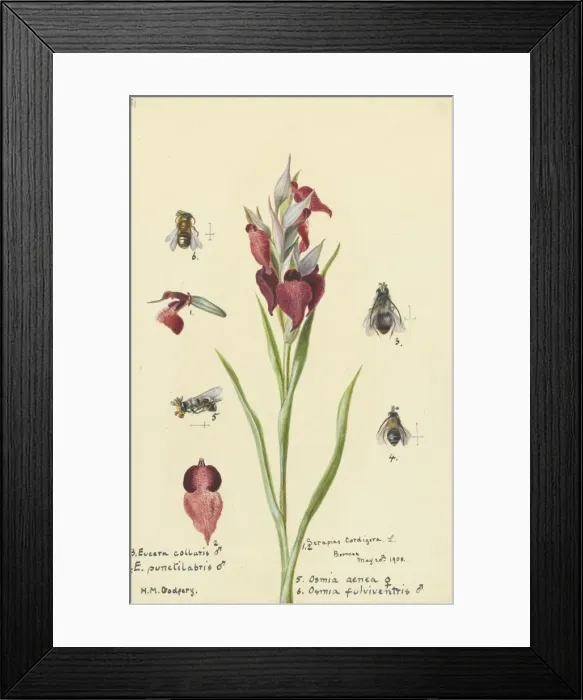Framed Print : Serapias cordigera by Hilda Margaret Godfery Framed Print : Serapias cordigera by Hilda Margaret Godfery