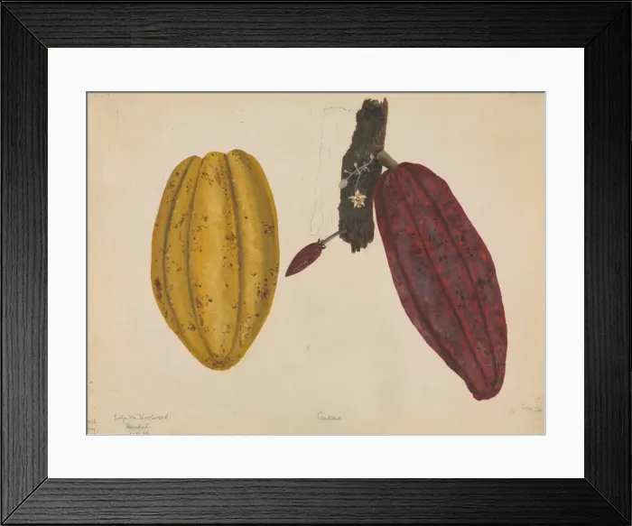 Framed Print : Theobroma cacao, cocoa tree Framed Print : Theobroma cacao, cocoa tree