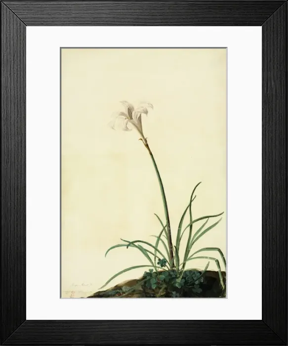 Framed Print : Zephyranthes atamasco, amaryllis Framed Print : Zephyranthes atamasco, amaryllis