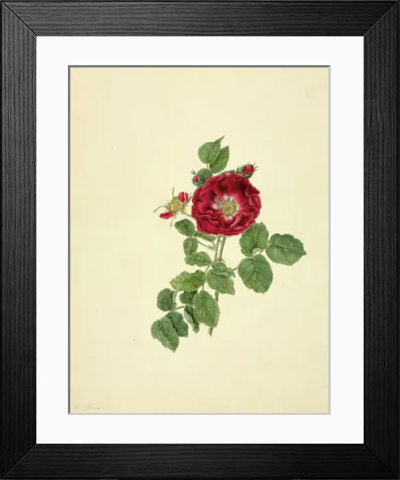 Framed Print : Rosa sp. rose Framed Print : Rosa sp. rose