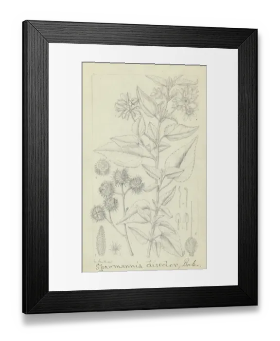 Framed Print : Sparmannia discolor by Matilda Smith