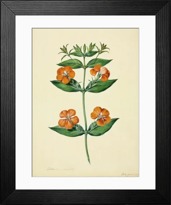 Framed Print : Lychnis coronata Framed Print : Lychnis coronata