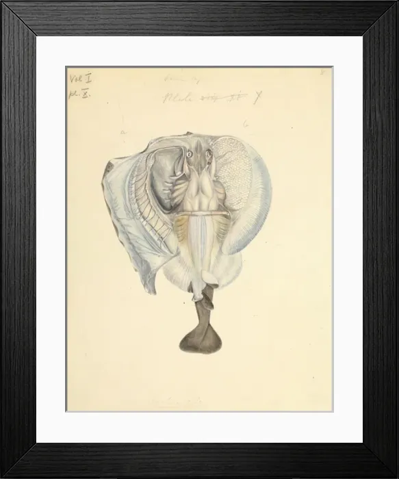 Framed Print : Torpedine, occhiatella Framed Print : Torpedine, occhiatella