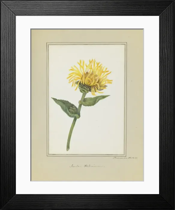 Framed Print : Inula helenium, elecampane Framed Print : Inula helenium, elecampane