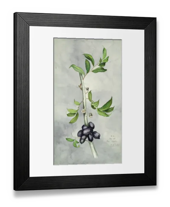 Framed Print : Uvariastrum zenkeri Framed Print : Uvariastrum zenkeri