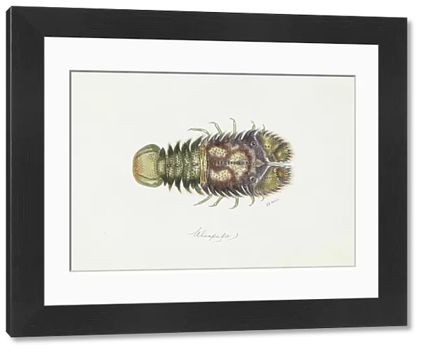 Parribacus antarcticus, slipper lobster