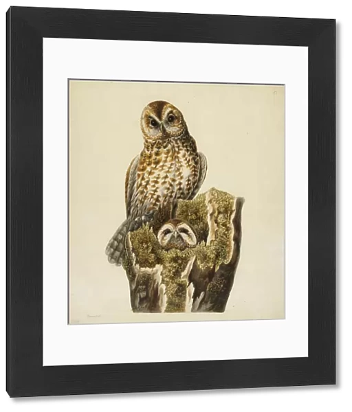 Strix aluco, tawny owls
