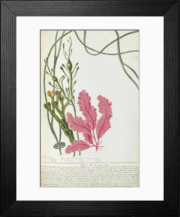 Framed Print : Plant watercolours by Elizabeth Twining Framed Print : Plant watercolours by Elizabeth Twining