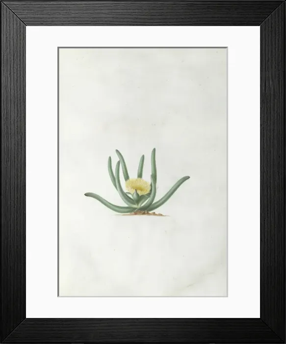 Framed Print : Mesembryanthemum calamiforme L. Var Framed Print : Mesembryanthemum calamiforme L. Var