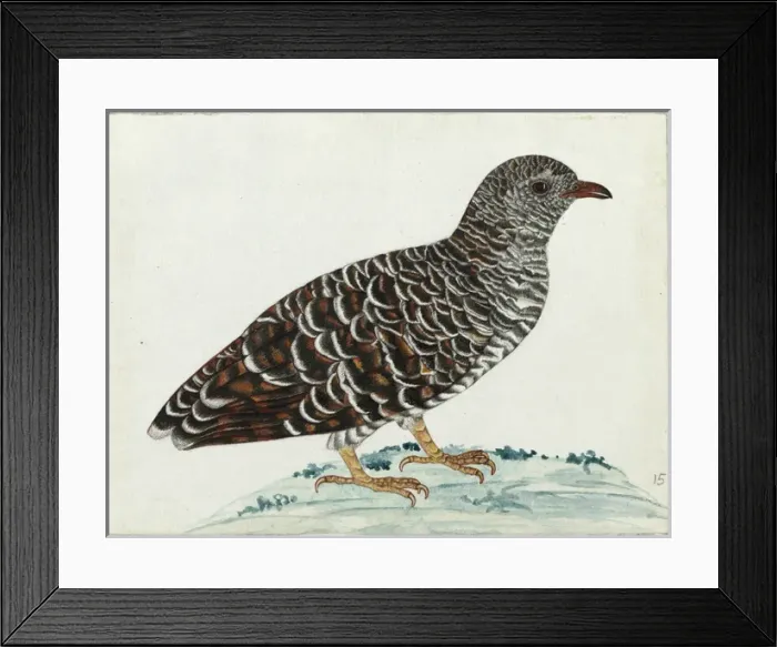 Framed Print : Young Cuckoo sp. Cuculidae Family Framed Print : Young Cuckoo sp. Cuculidae Family