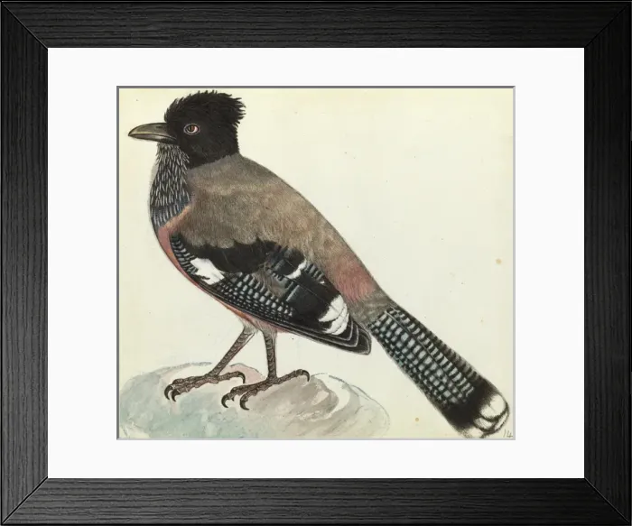 Framed Print : Black-headed Jay, Garrulus lanceolatus Framed Print : Black-headed Jay, Garrulus lanceolatus