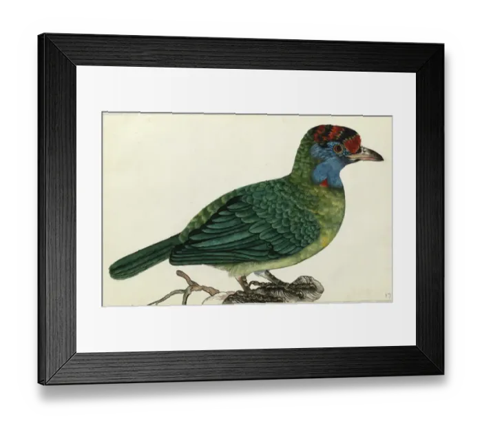 Framed Print : Blue-throated Barbet, Megalaima asiatica Framed Print : Blue-throated Barbet, Megalaima asiatica