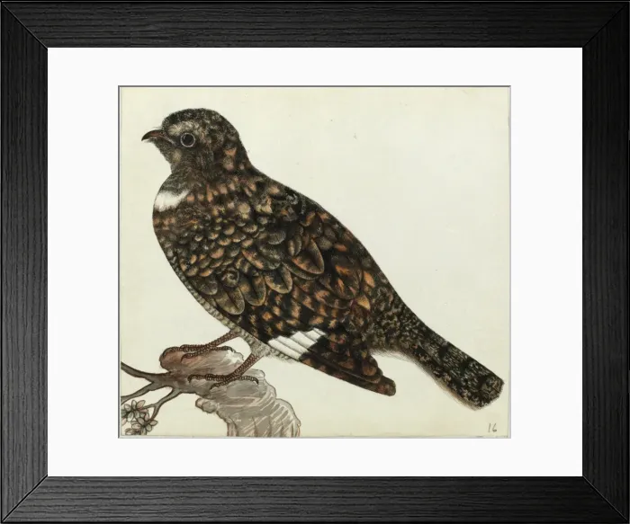 Framed Print : Nightjar sp. Caprimulgua sp Framed Print : Nightjar sp. Caprimulgua sp
