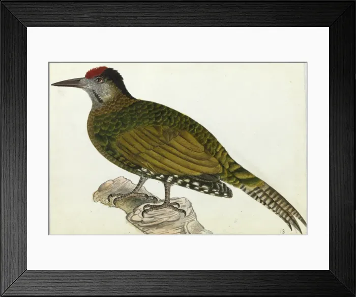 Framed Print : Grey-headed Woodpecker, Picus canus Framed Print : Grey-headed Woodpecker, Picus canus