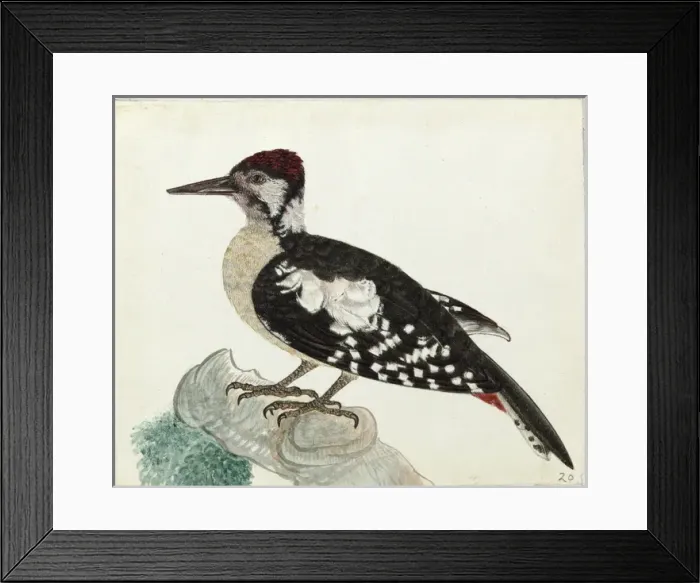 Framed Print : Himalyan Woodpecker, Dendrocopos himalayensis Framed Print : Himalyan Woodpecker, Dendrocopos himalayensis