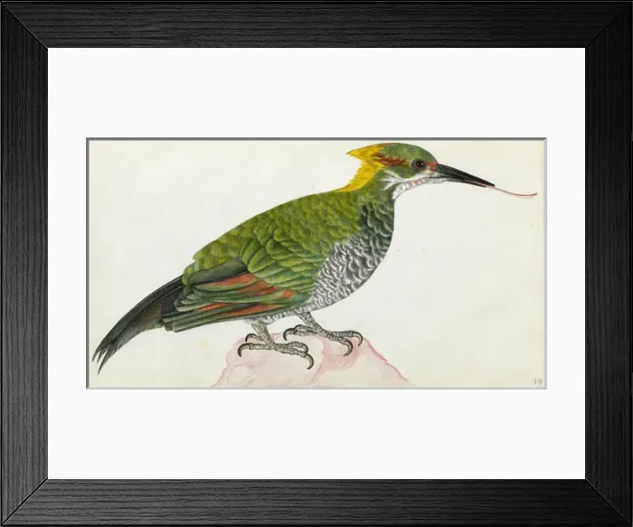 Framed Print : Lesser Yellownape, Picus chlorolophus Framed Print : Lesser Yellownape, Picus chlorolophus