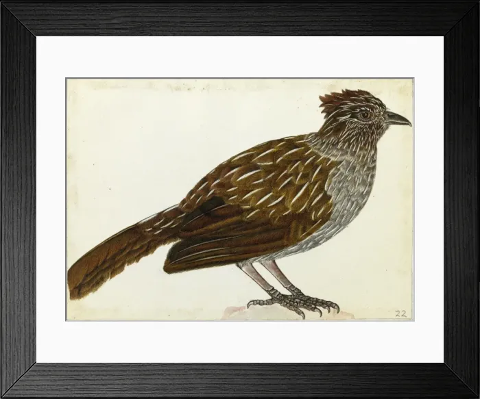 Framed Print : Striated Laughingthrush, Garrulax striatus Framed Print : Striated Laughingthrush, Garrulax striatus