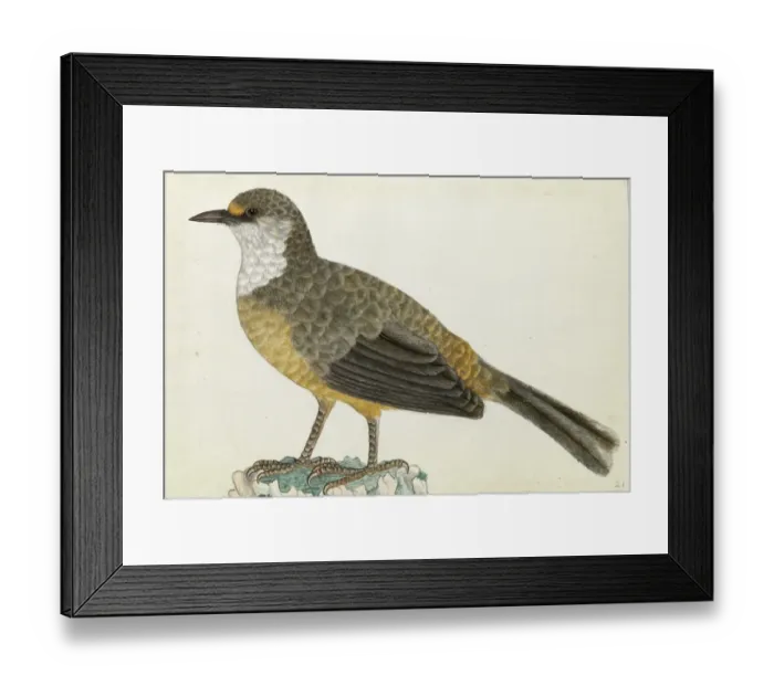 Framed Print : White-throated Laughingthrush Framed Print : White-throated Laughingthrush