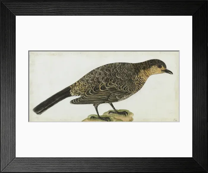 Framed Print : Sri Lanka Thrush, Zoothera dauma imbricata Framed Print : Sri Lanka Thrush, Zoothera dauma imbricata