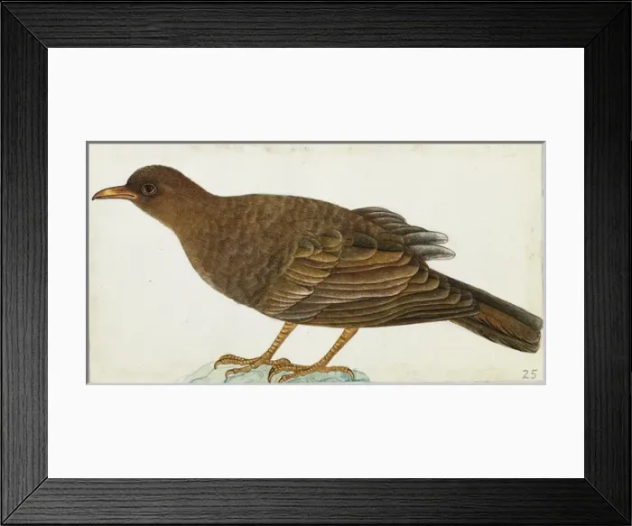Framed Print : Grey-winged Blackbird (Female) Turdus boilboul Framed Print : Grey-winged Blackbird (Female) Turdus boilboul