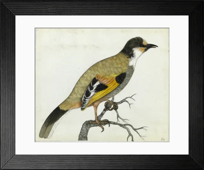 Framed Print : Variegated Laughingthrush Framed Print : Variegated Laughingthrush
