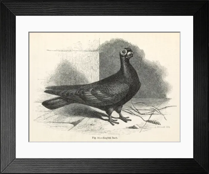 Framed Print : Darwins Pigeons, English Barb Framed Print : Darwins Pigeons, English Barb