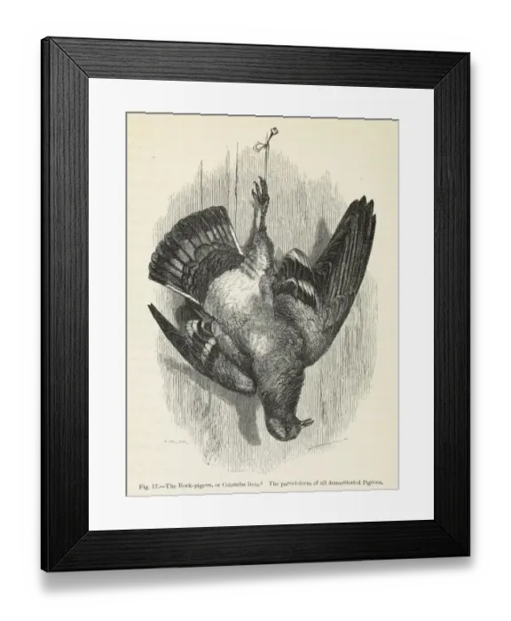 Framed Print : Darwins Pigeons, The Rock Pigeon Framed Print : Darwins Pigeons, The Rock Pigeon