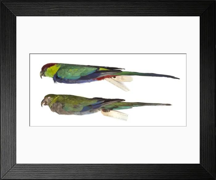 Framed Print : Western rosella, Platycercus icterotis Framed Print : Western rosella, Platycercus icterotis