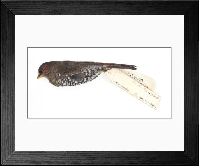 Framed Print : Red eared firetail Finch, Emblema oculata Framed Print : Red eared firetail Finch, Emblema oculata