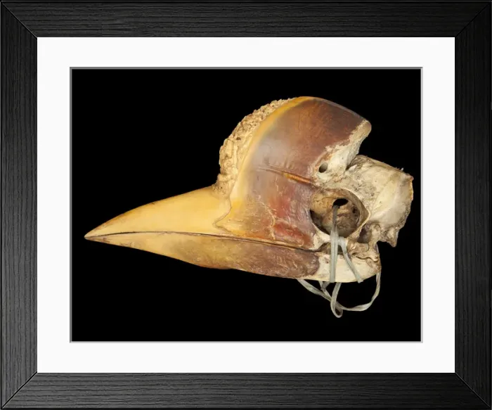 Framed Print : Carved Hornbill Skull Framed Print : Carved Hornbill Skull