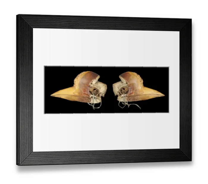 Framed Print : Carved Hornbill Skull Framed Print : Carved Hornbill Skull