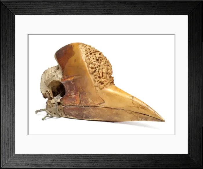 Framed Print : Carved Hornbill Skull Framed Print : Carved Hornbill Skull