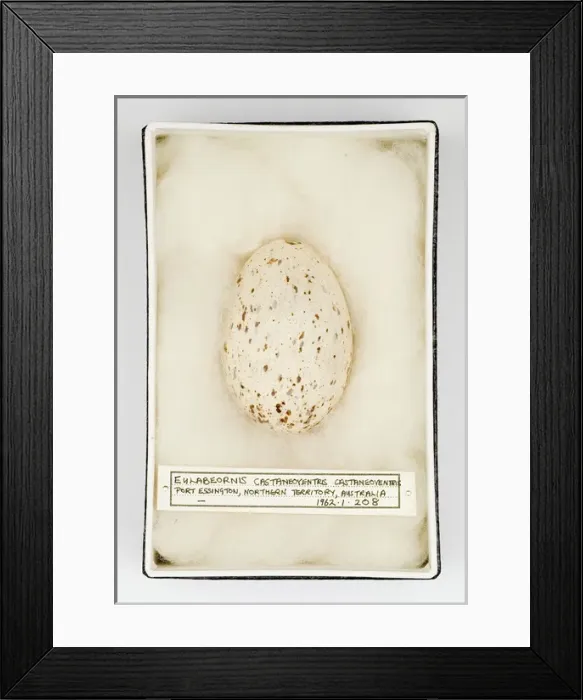 Framed Print : Eulabeornis castaneoventris egg Framed Print : Eulabeornis castaneoventris egg