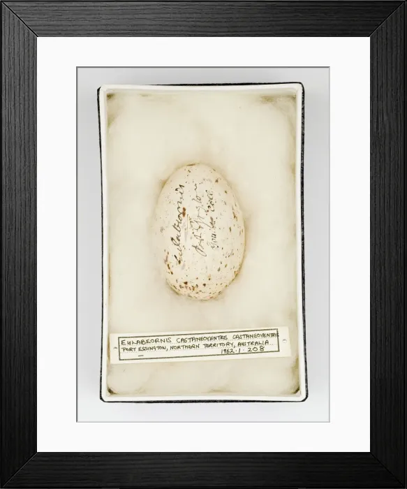 Framed Print : Eulabeornis castaneoventris egg Framed Print : Eulabeornis castaneoventris egg