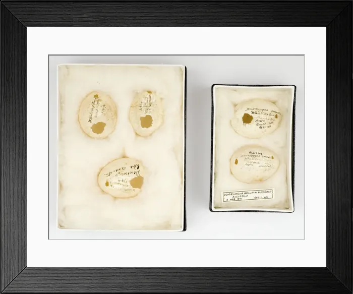 Framed Print : Dendrocygna arcuata australia eggs Framed Print : Dendrocygna arcuata australia eggs