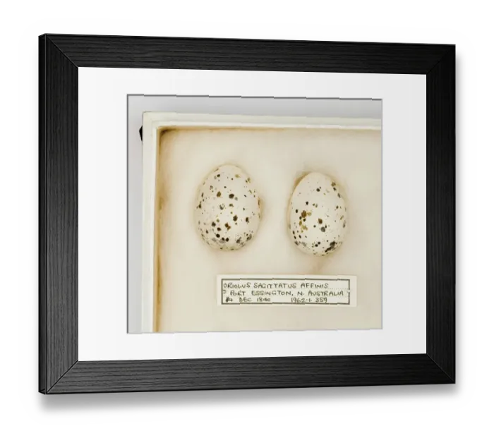 Framed Print : Oriolus sagittatus affinis eggs Framed Print : Oriolus sagittatus affinis eggs