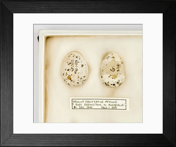 Framed Print : Oriolus sagittatus affinis eggs Framed Print : Oriolus sagittatus affinis eggs