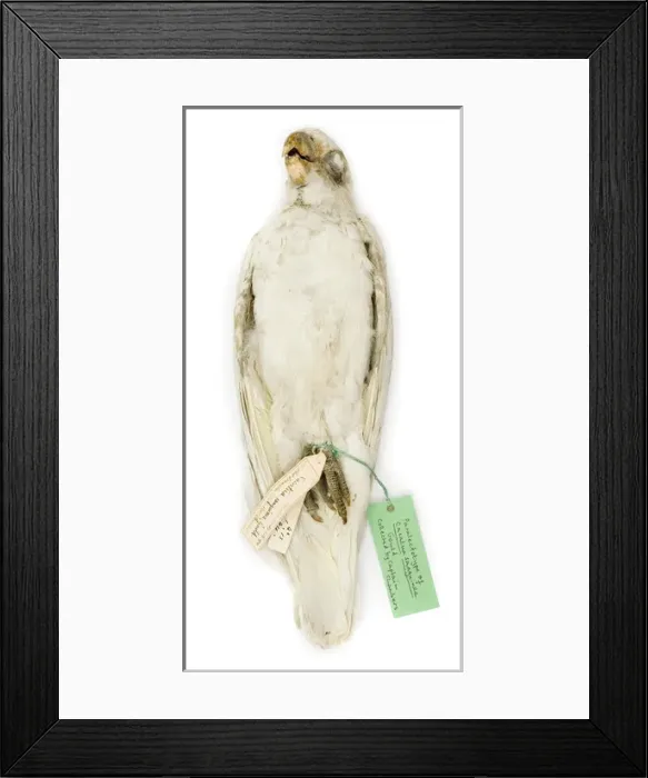 Framed Print : Cacatua sanguinea, from the Gould Collection Framed Print : Cacatua sanguinea, from the Gould Collection