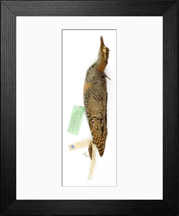 Framed Print : Rallus phippensis Framed Print : Rallus phippensis