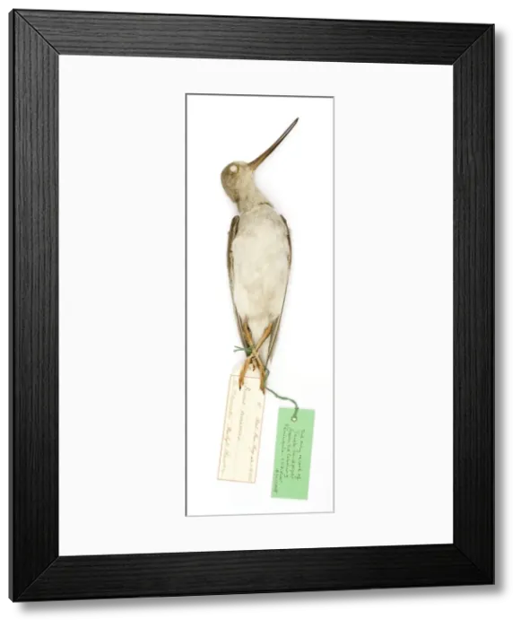 Framed Print : Xenus cinereus Framed Print : Xenus cinereus