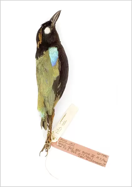 Pitta Iris, from the Gould Collection