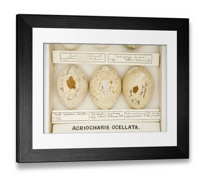 Framed Print : Agriocharis ocellata eggs Framed Print : Agriocharis ocellata eggs