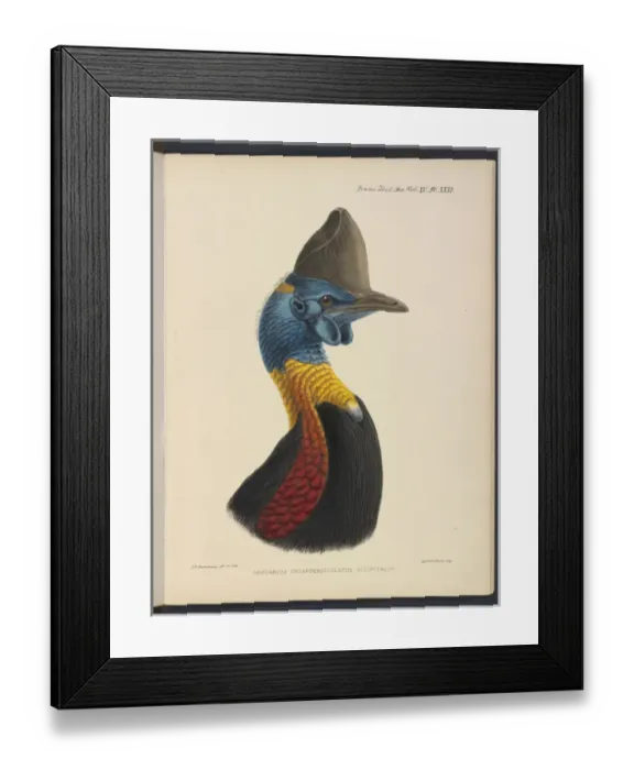 Framed Print : Northern cassowary by JG Keulemans Framed Print : Northern cassowary by JG Keulemans