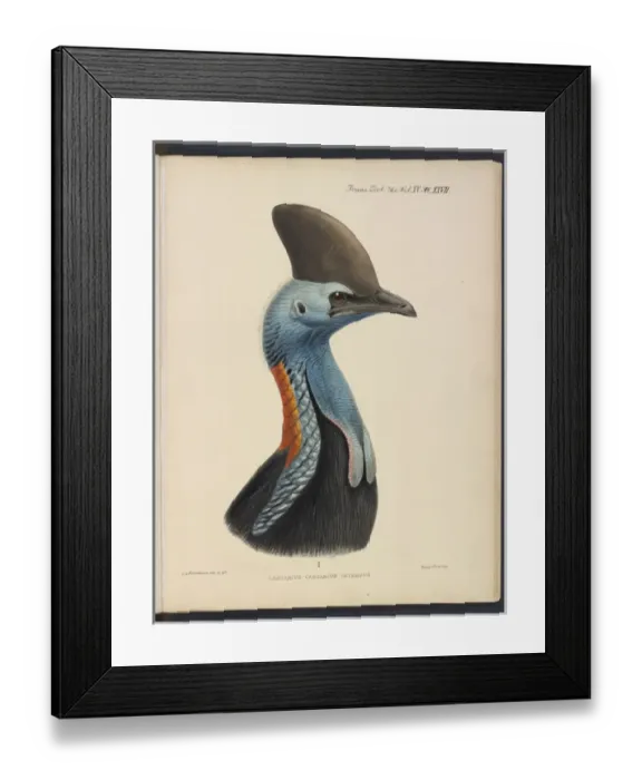 Framed Print : Southern cassowary by JG Keulemans Framed Print : Southern cassowary by JG Keulemans