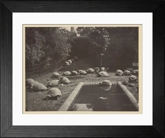 Framed Print : Giant tortoises at Tring Park Framed Print : Giant tortoises at Tring Park