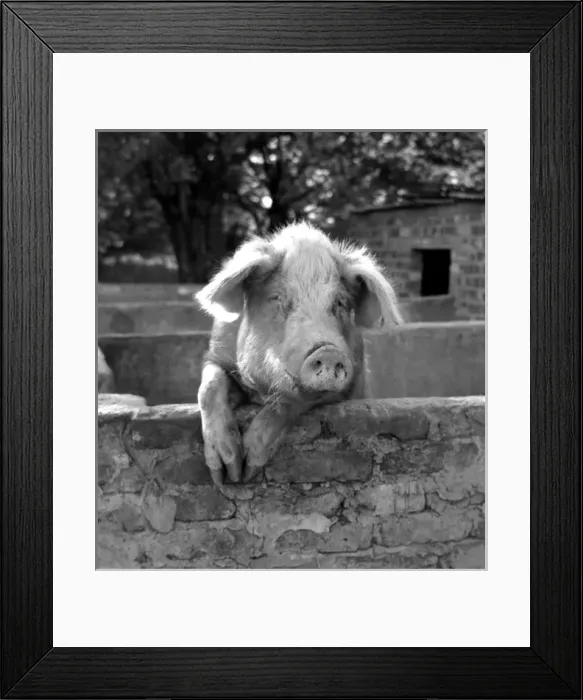 Framed Print : Happy inquisitive pig Framed Print : Happy inquisitive pig