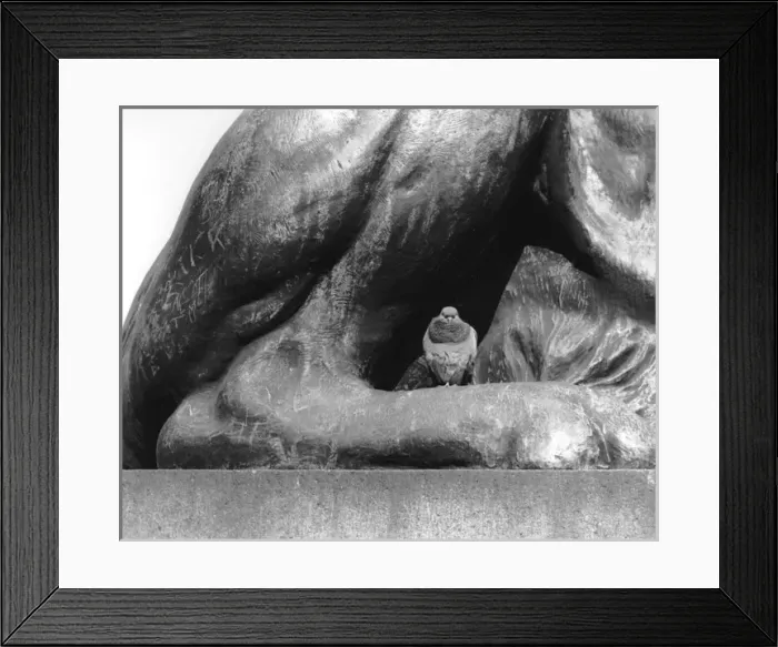 Framed Print : Pigeon having a rest on one of the lion statues, Trafagdar S Framed Print : Pigeon having a rest on one of the lion statues, Trafagdar S