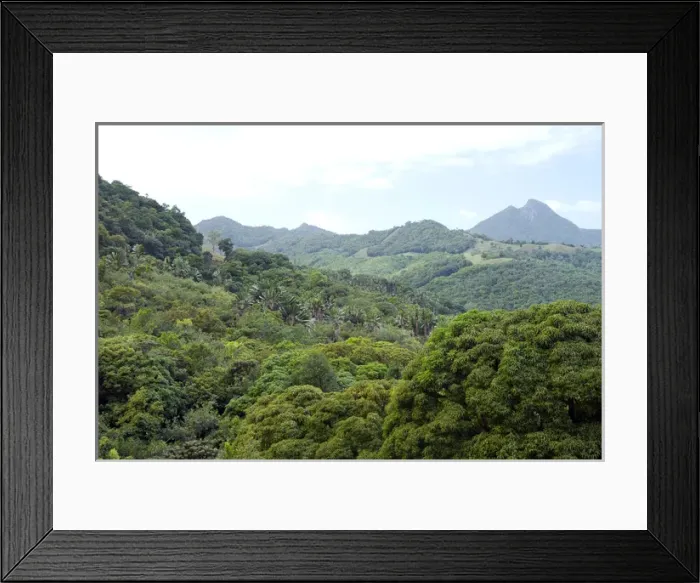 Framed Print : Ferney Forest Framed Print : Ferney Forest