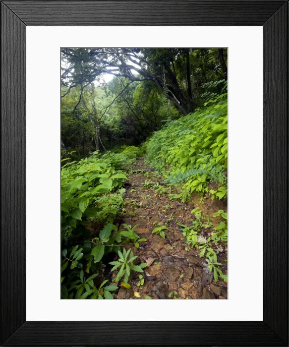 Framed Print : A footpath in Ferney Forest Framed Print : A footpath in Ferney Forest